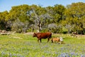 Texas cattle family Royalty Free Stock Photo