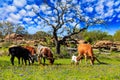Texas cattle grazing Royalty Free Stock Photo