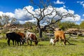 Texas cattle grazing Royalty Free Stock Photo