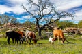 Texas cattle grazing Royalty Free Stock Photo