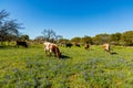 Texas cattle grazing Royalty Free Stock Photo