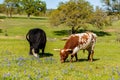 Texas cattle grazing