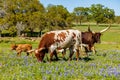 Texas cattle grazing