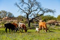 Texas cattle grazing