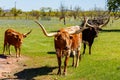 Texas cattle grazing Royalty Free Stock Photo