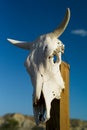 Texas Cattle Skull on a Post