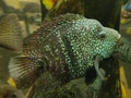 The Texas cichlid (Herichthys cyanoguttatus) in a Aquarium ,Selective focus Royalty Free Stock Photo