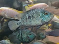 The Texas cichlid (Herichthys cyanoguttatus) in a Aquarium ,Selective focus Royalty Free Stock Photo