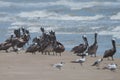 Texas Coast Birds Royalty Free Stock Photo