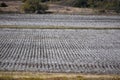 Texas Cotton Field