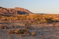 Texas Desert