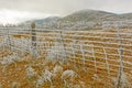 Texas Desert in a Winter Ice Storm Royalty Free Stock Photo