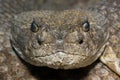 Texas Diamondback Rattlesnake Royalty Free Stock Photo