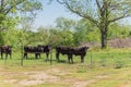 Texas farm in springtime with black cattle and Bluebonnet wildflower blooming Royalty Free Stock Photo