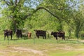Texas farm in springtime with black cattle and Bluebonnet wildflower blooming Royalty Free Stock Photo