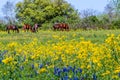 A Texas Field Full of Wildflowers and Brown Horses. Royalty Free Stock Photo