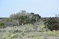 Texas Field of Pear Cactus