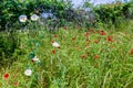 Texas Field of Wildflowers such as Indian Blanket