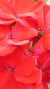 Brilliant red geraniums glowing in the spring sun Royalty Free Stock Photo