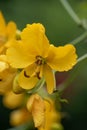 Argentinian Senna corymbosa, golden-yellow flower in close-up