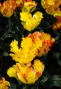 Texas Gold parrot tulips, Tulipa x hybrida, flowers. Close uo
