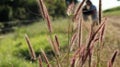 Texas grass, a dense variety