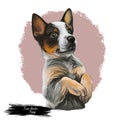 Texas Heeler Puppy crossbred herding dog isolated. Cross Australian Cattle Dog, Border collie and Australian Shepherd. Digital art