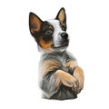 Texas Heeler Puppy crossbred herding dog isolated. Cross Australian Cattle Dog, Border collie and Australian Shepherd. Digital art