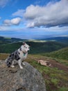 Texas Heeler sitting on a boulder