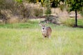 Texas Hill Country Eight Point White tailed Deer Buck Royalty Free Stock Photo