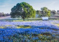 Texas Hill country in spring Royalty Free Stock Photo