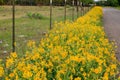 Texas Hill Country Spring - Golden Wildflowers Along Country Road Royalty Free Stock Photo