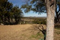 Texas Hill Country Tree Shadow