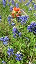 Texas Hill Country Wild Flower - Indian Paintbrush Royalty Free Stock Photo