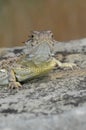 Texas Horned Lizard Royalty Free Stock Photo