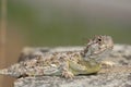 Texas Horned Lizard Royalty Free Stock Photo