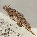 A Texas Horned Lizard Against a Stucco Wall Royalty Free Stock Photo