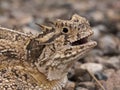 Texas horned lizard Royalty Free Stock Photo