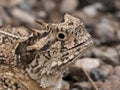 Texas horned lizard Royalty Free Stock Photo