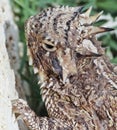 A Texas Horned Lizard's Head and Claws