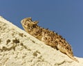 A Texas Horned Lizard on a Stucco Wall Royalty Free Stock Photo