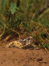 Texas Horned Toadn Lizard Royalty Free Stock Photo