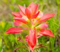 Texas Indian Paintbrush bloom lighting up the prairie during the springtime wildflower season. Royalty Free Stock Photo