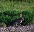 Texas Jackrabbit Hare with Green Grass