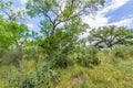 Texas Landscape with Cactus and Wildflowers