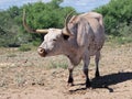 Texas long horn