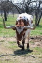 TEXAS LONG HORN