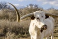 Texas Long Horn Royalty Free Stock Photo