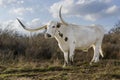 Texas Long Horn