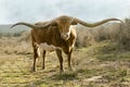 Texas Long Horn